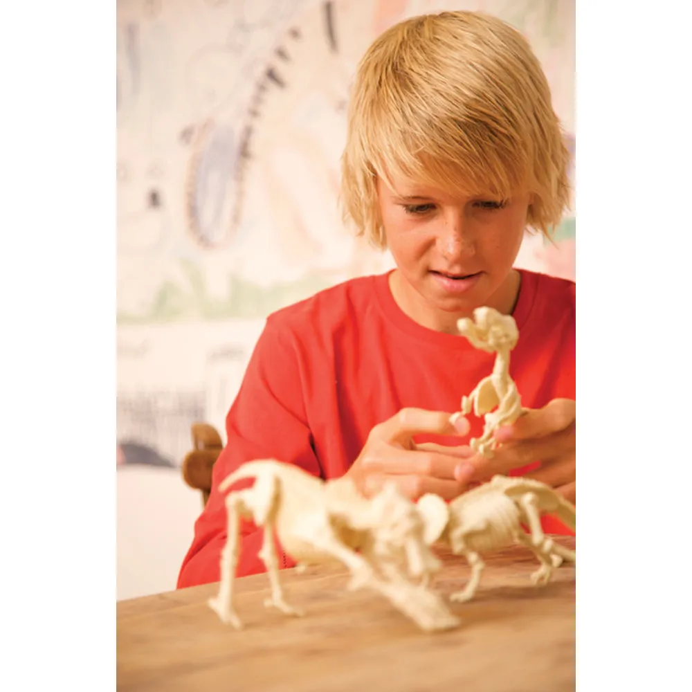 4M Dig A Dinosaur Skeleton (Tyrannosaurus Rex)